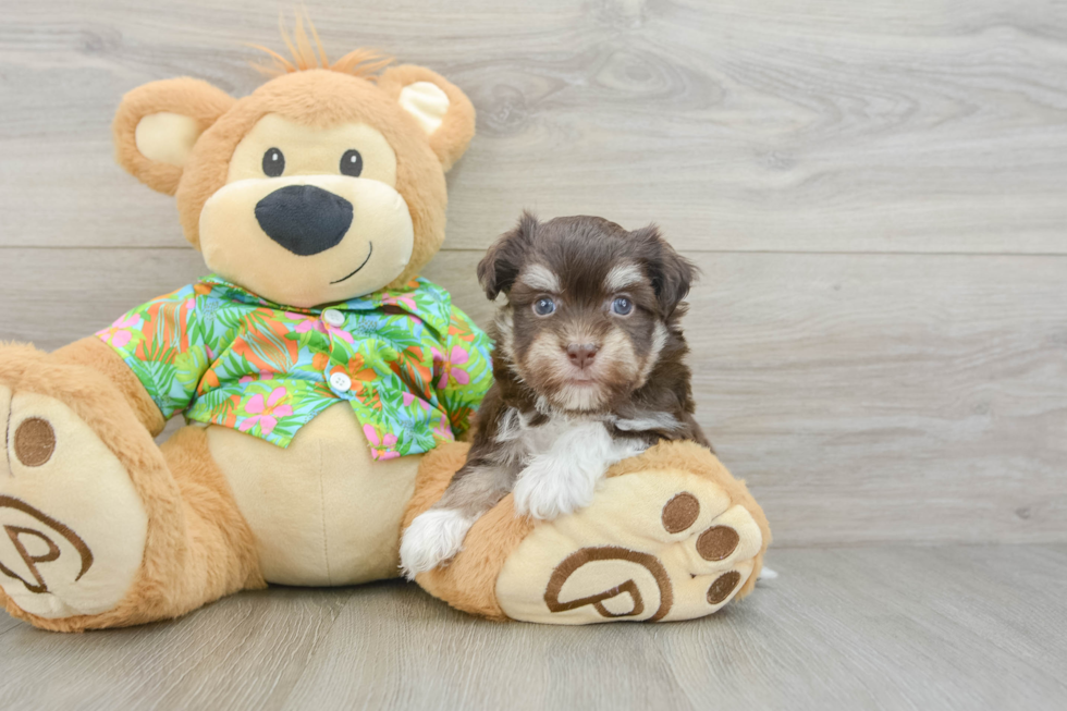 Funny Havanese Purebred Pup