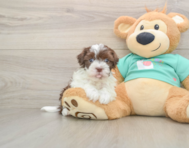 6 week old Havanese Puppy For Sale - Simply Southern Pups