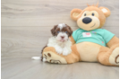 Funny Havanese Purebred Pup