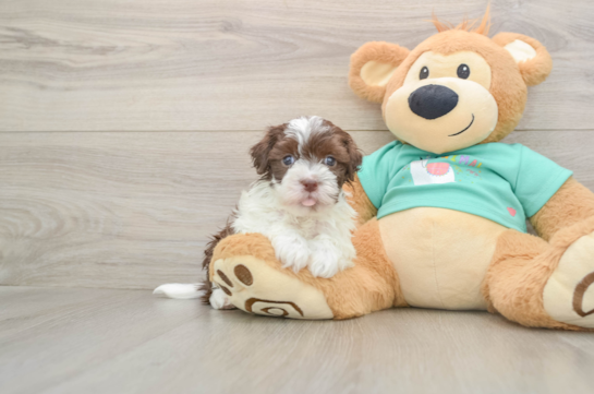 Funny Havanese Purebred Pup