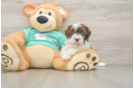 Havanese Puppy for Adoption