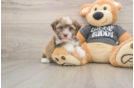 Small Havanese Baby