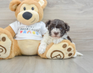 7 week old Havanese Puppy For Sale - Simply Southern Pups