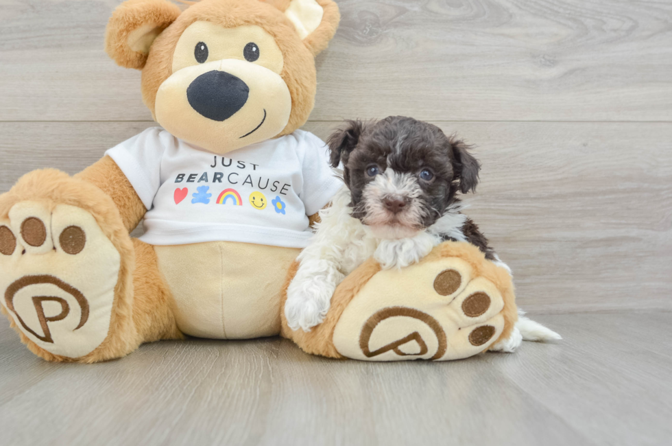 7 week old Havanese Puppy For Sale - Simply Southern Pups