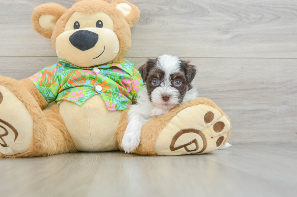 6 week old Havanese Puppy For Sale - Simply Southern Pups