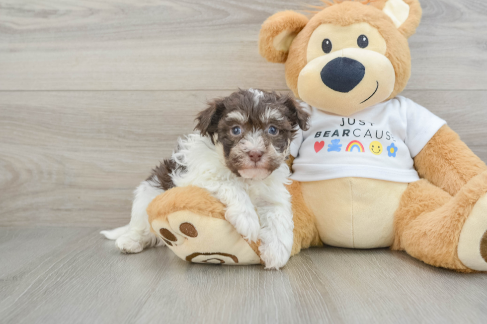 Little Havanese Purebred Pup