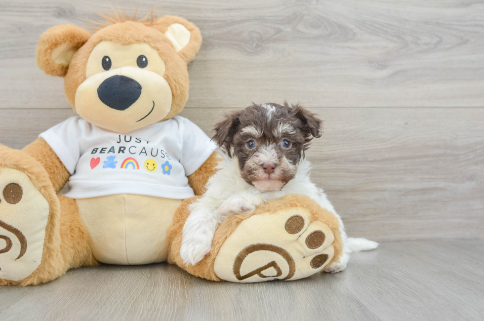 7 week old Havanese Puppy For Sale - Simply Southern Pups