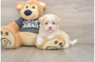 Best Havanese Baby