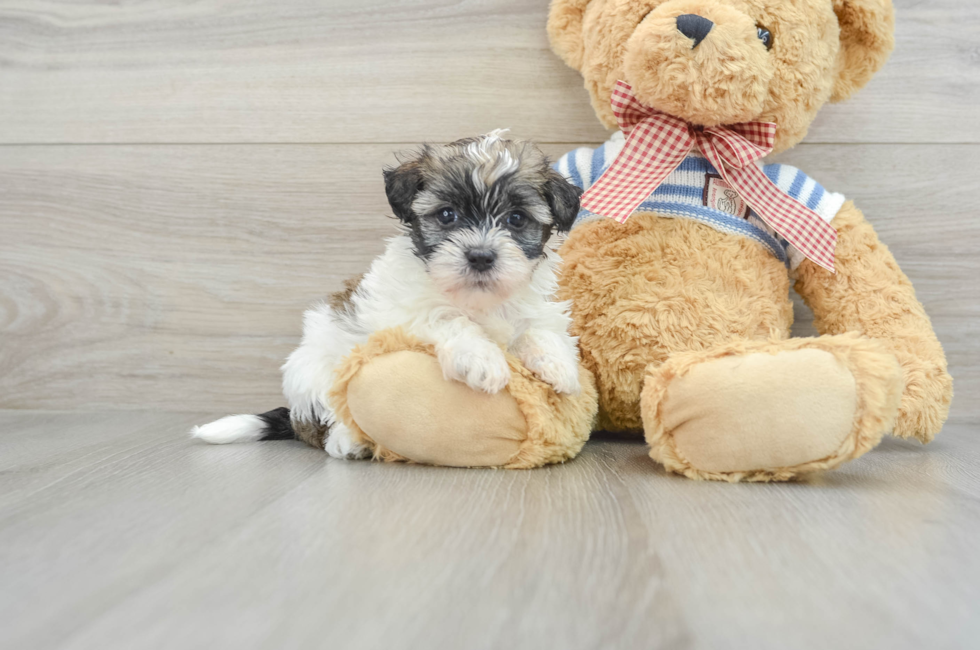7 week old Havanese Puppy For Sale - Simply Southern Pups