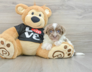 9 week old Havanese Puppy For Sale - Simply Southern Pups