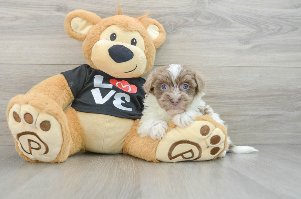 7 week old Havanese Puppy For Sale - Simply Southern Pups