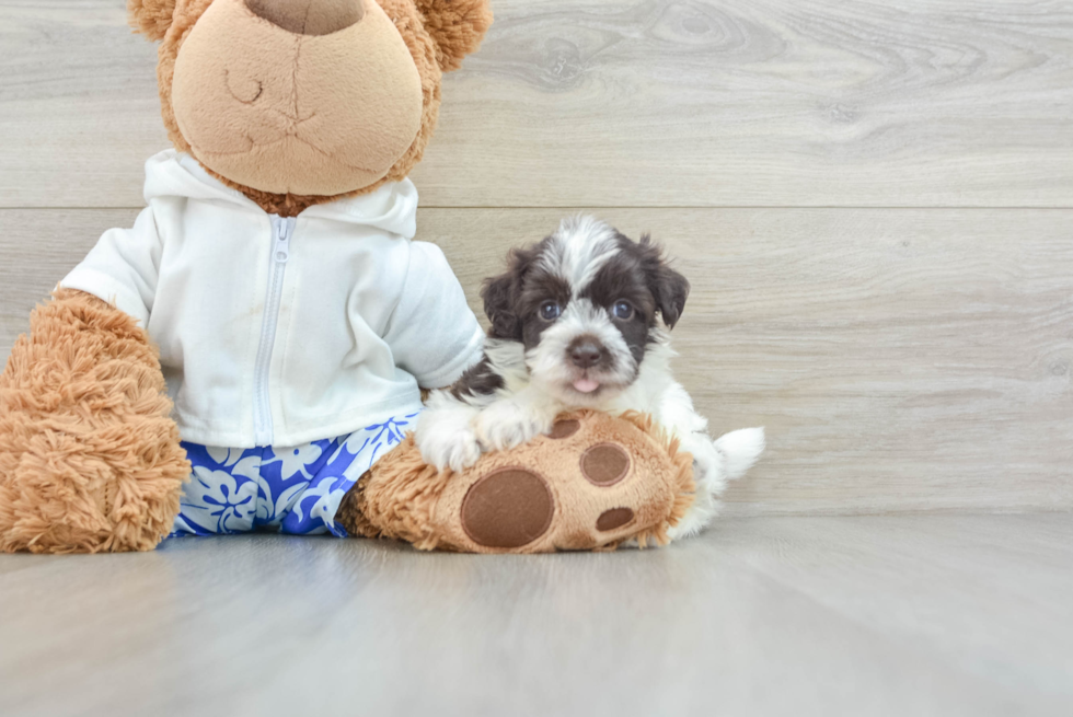 Best Havanese Baby