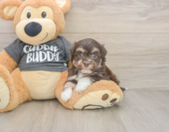 6 week old Havanese Puppy For Sale - Simply Southern Pups