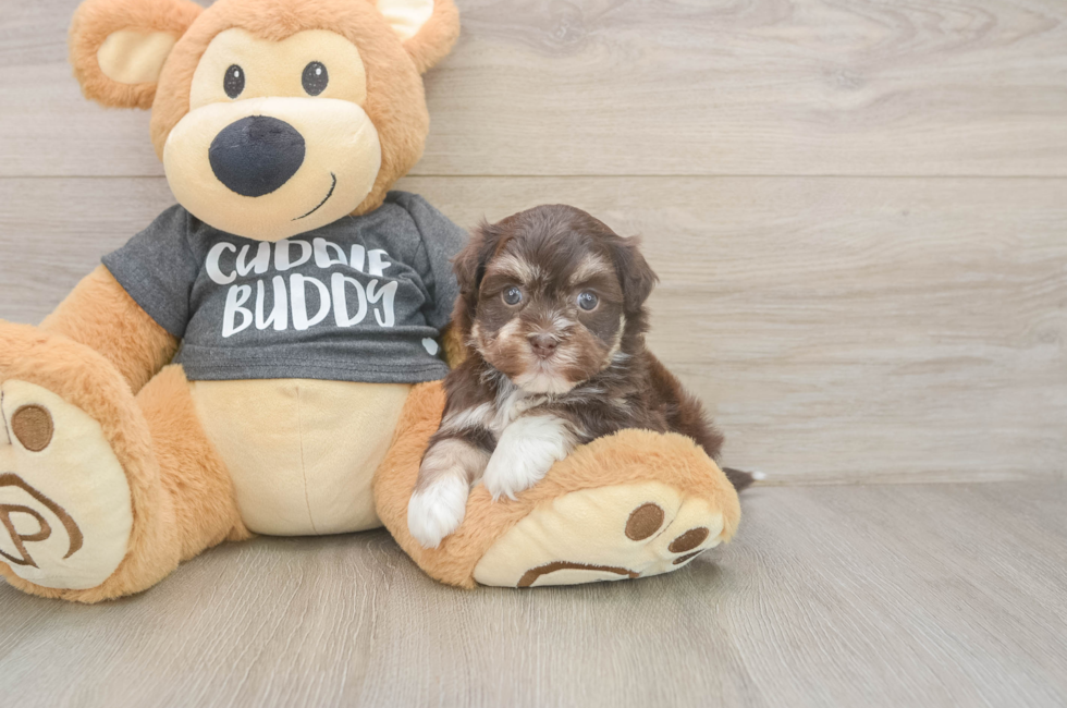 5 week old Havanese Puppy For Sale - Simply Southern Pups