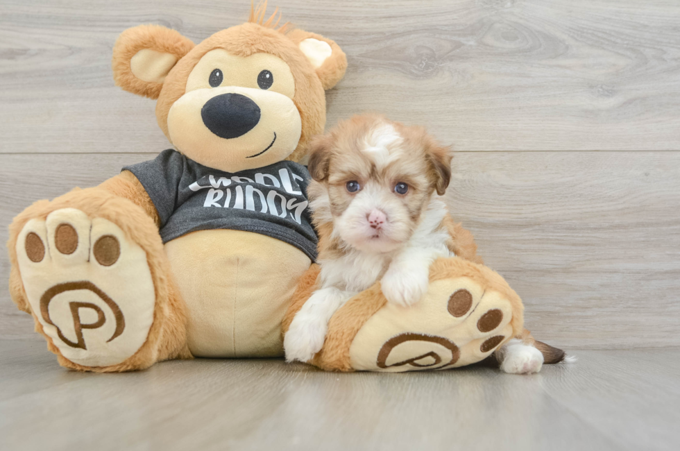 5 week old Havanese Puppy For Sale - Simply Southern Pups