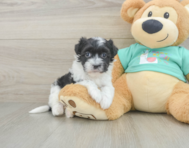 8 week old Havanese Puppy For Sale - Simply Southern Pups