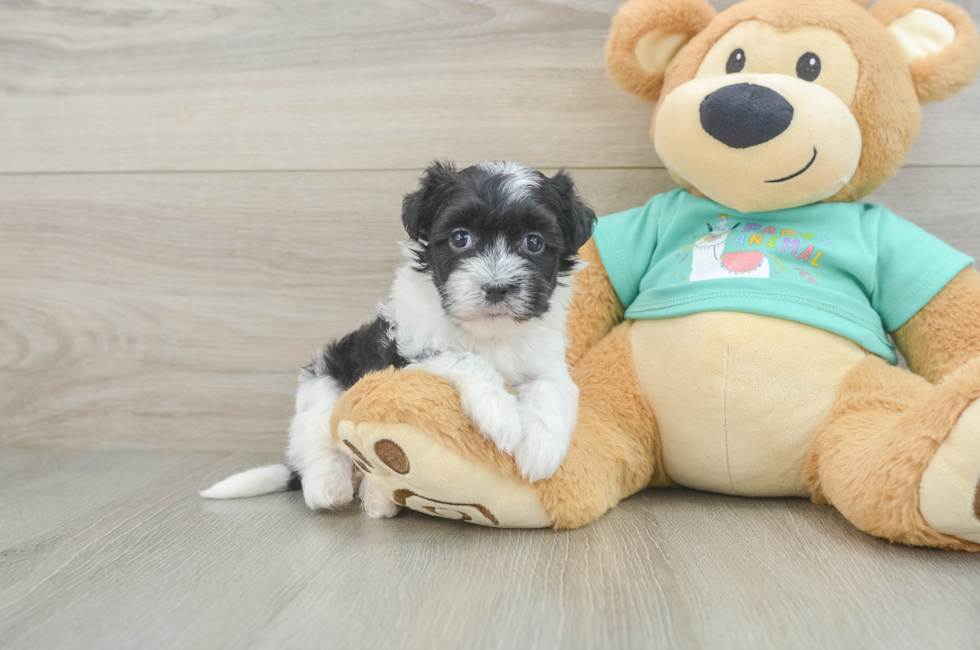 5 week old Havanese Puppy For Sale - Simply Southern Pups