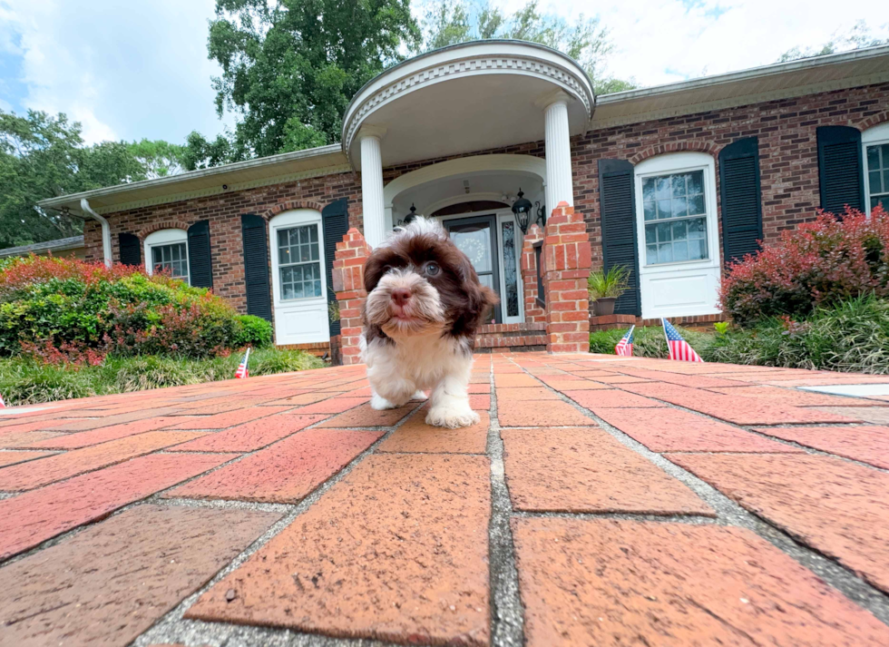 Cute Havanese Baby