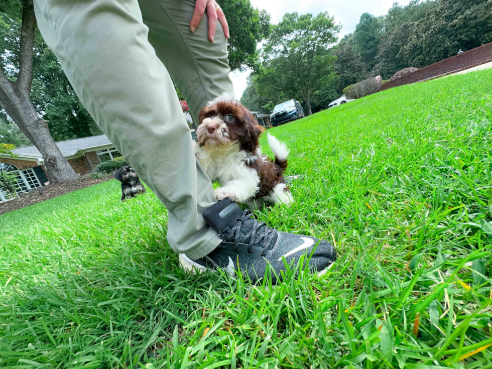 Cute Havanese Baby