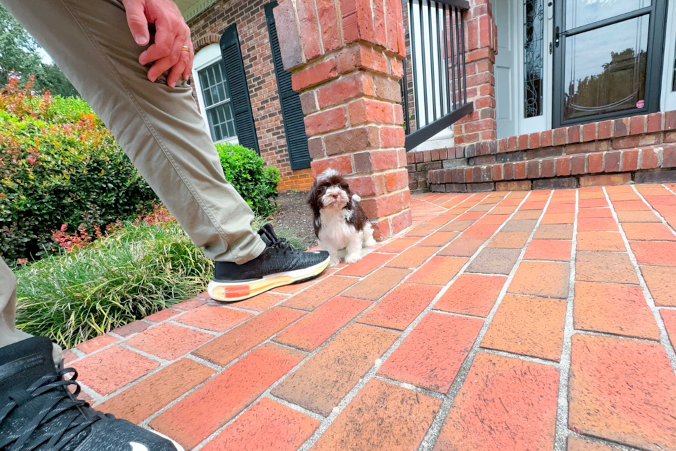 Cute Havanese Purebred Pup