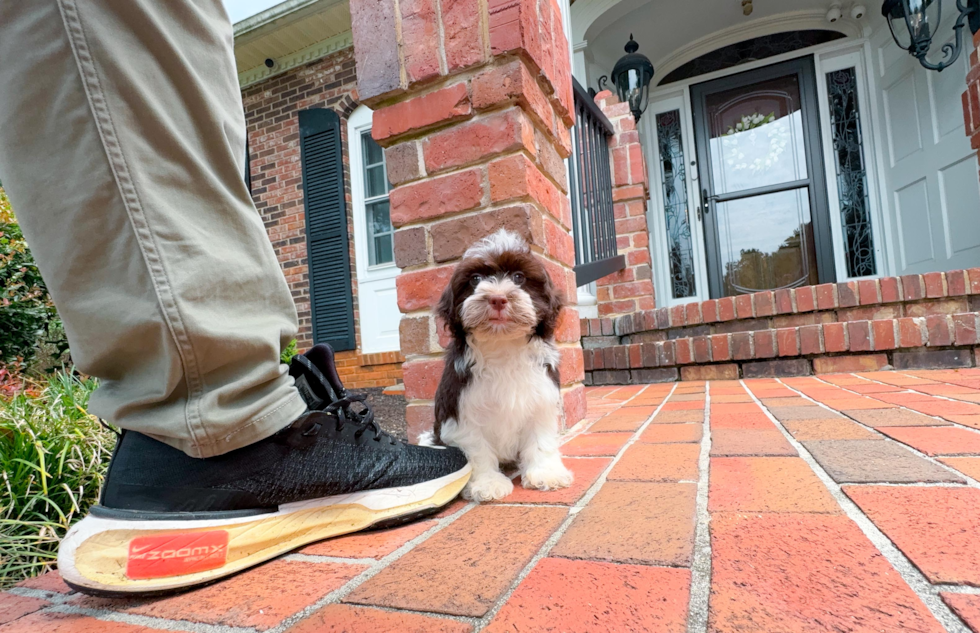 Cute Havanese Baby