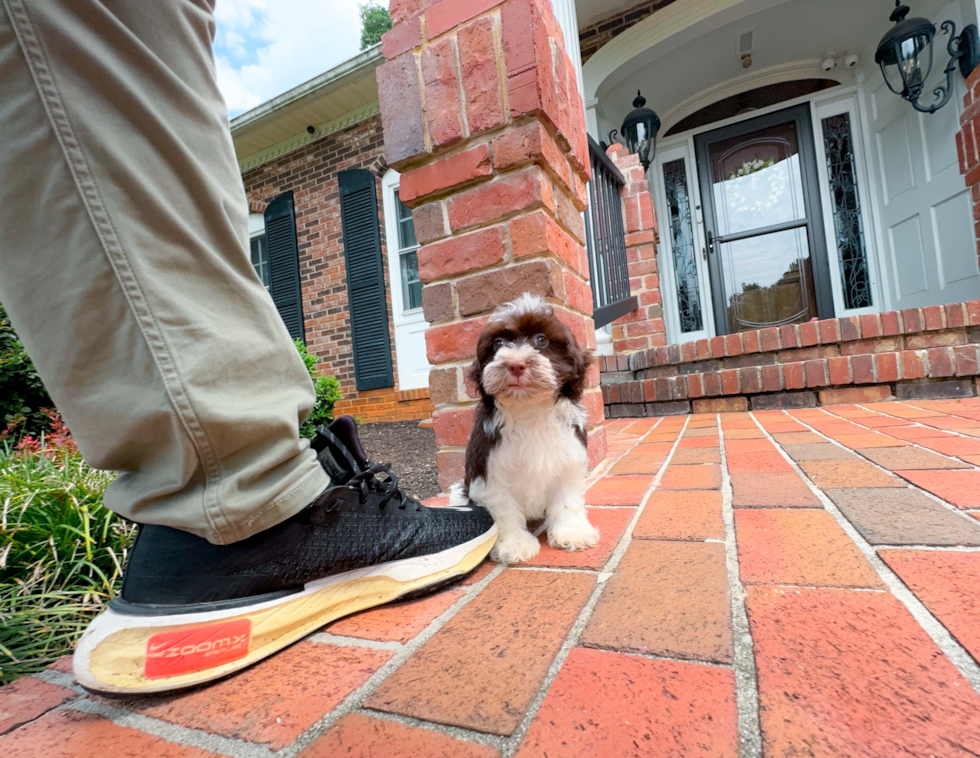 Havanese Puppy for Adoption