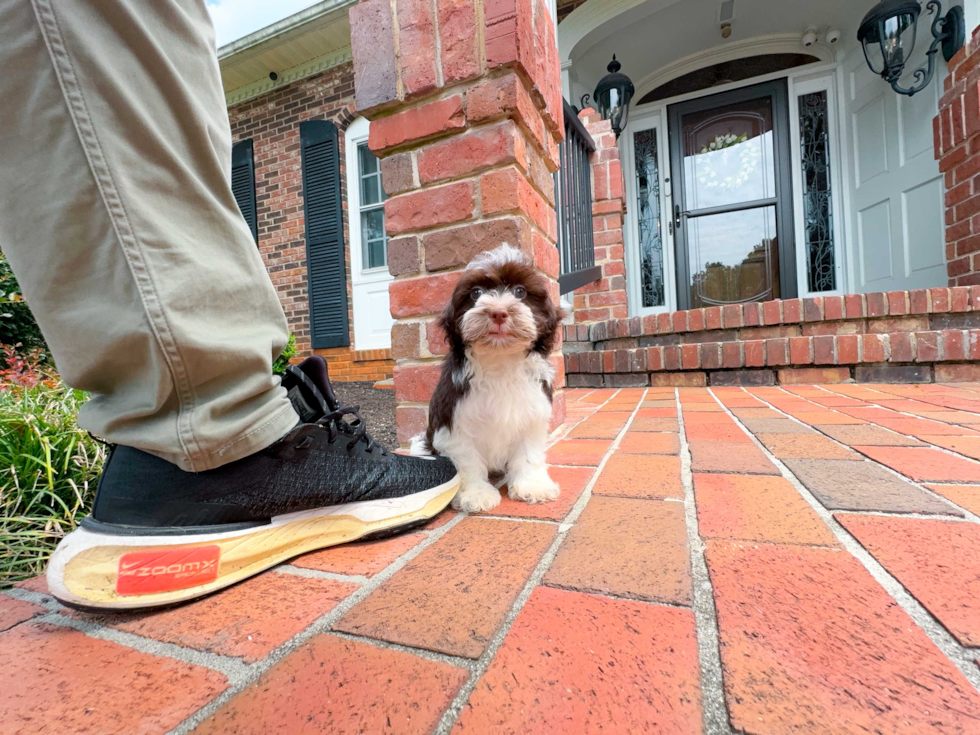 Havanese Puppy for Adoption