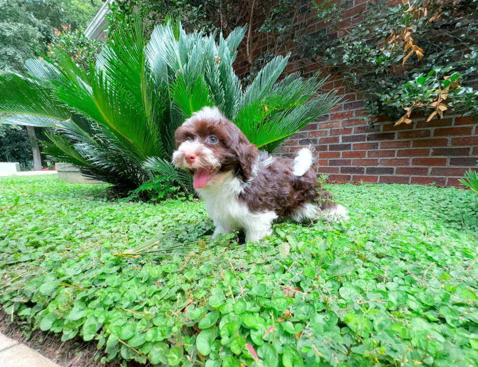 Cute Havanese Baby