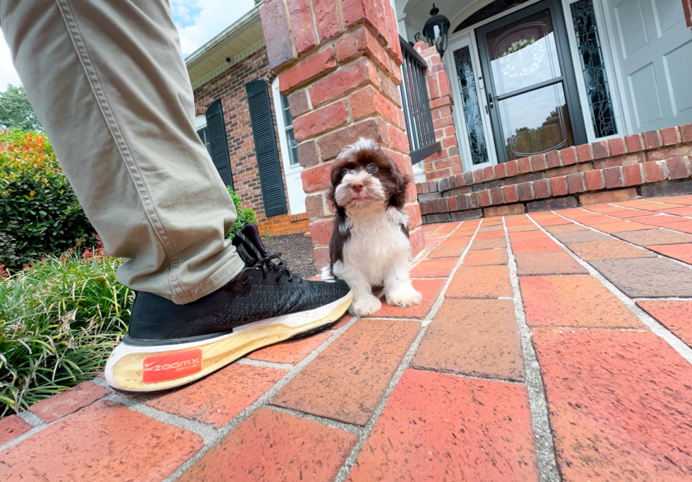 Cute Havanese Purebred Pup