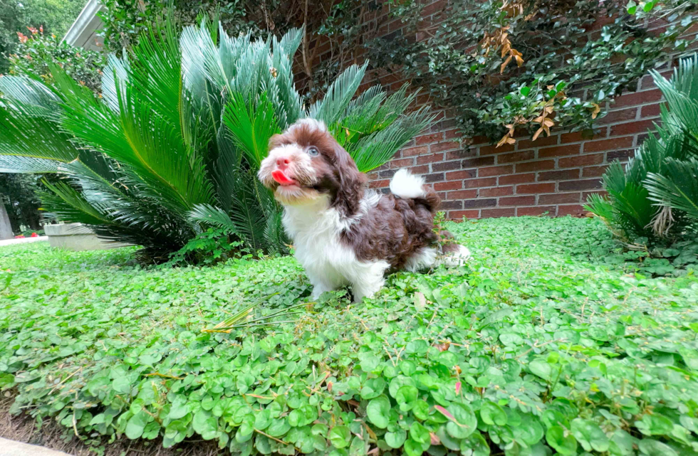 Havanese Puppy for Adoption