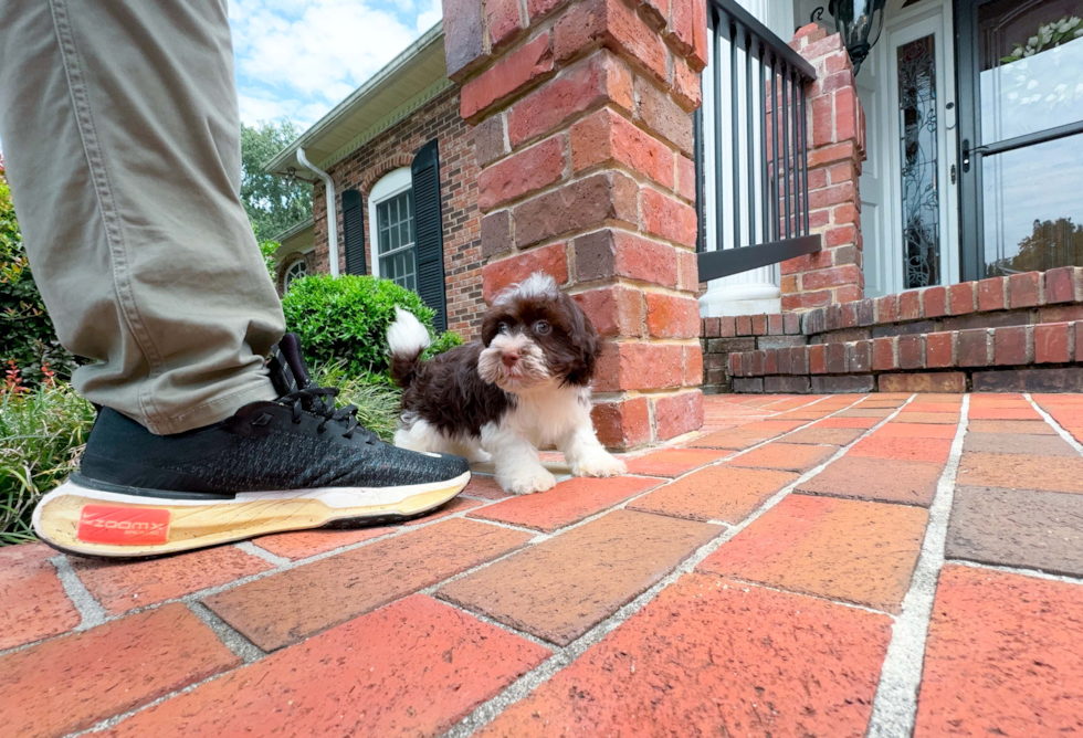 Havanese Pup Being Cute