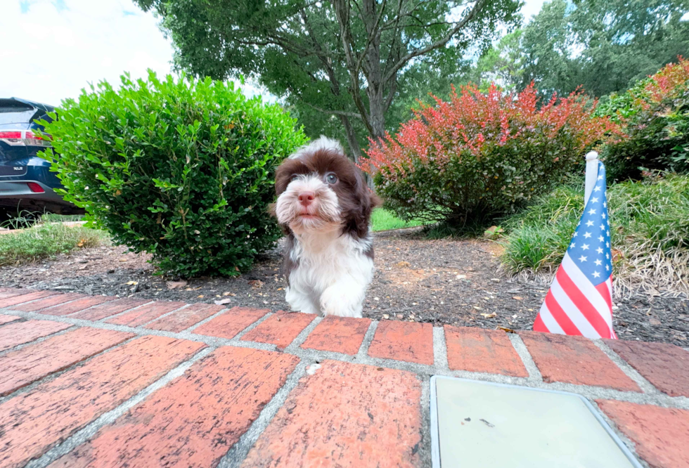 Cute Havanese Baby