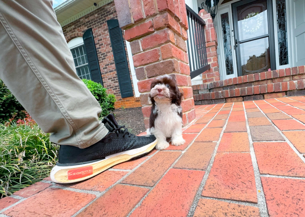 Best Havanese Baby