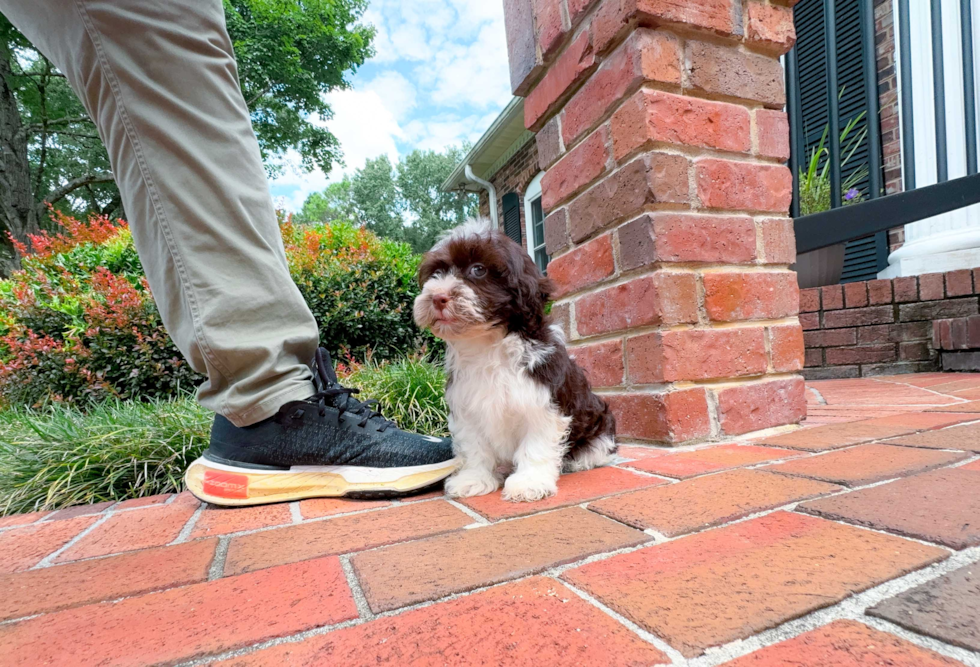 Cute Havaneser Purebred Puppy