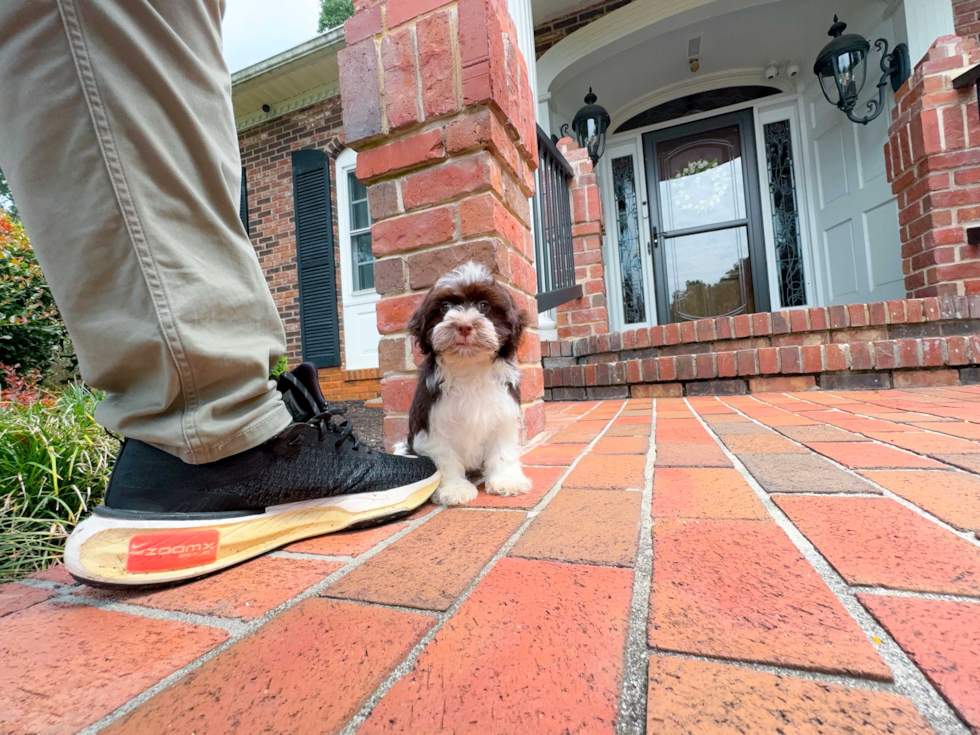 Cute Bichon Habanero Purebred Puppy