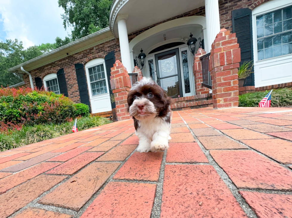 Cute Havanese Cuban Bichon Purebred Puppy