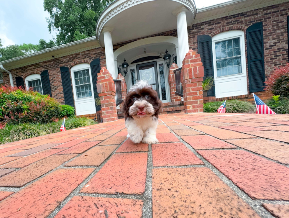 Cute Havanese Purebred Pup