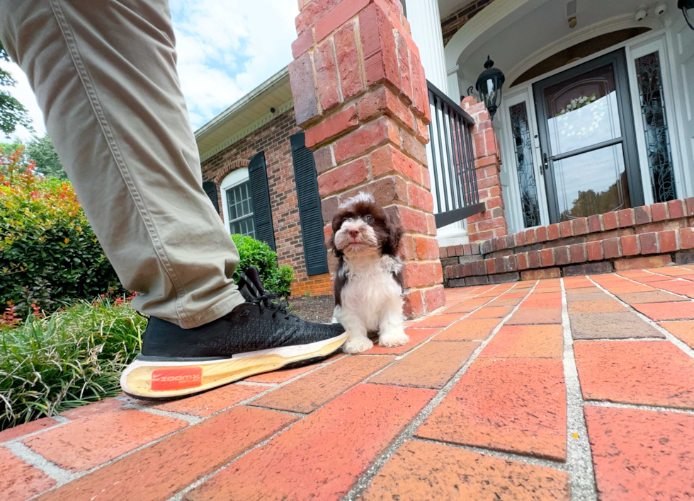 Cute Havanese Cuban Bichon Purebred Puppy