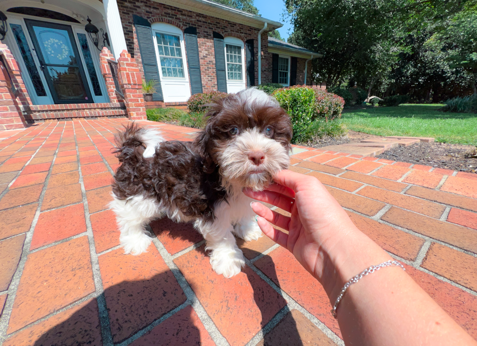 Cute Bichon Havanes Purebred Puppy