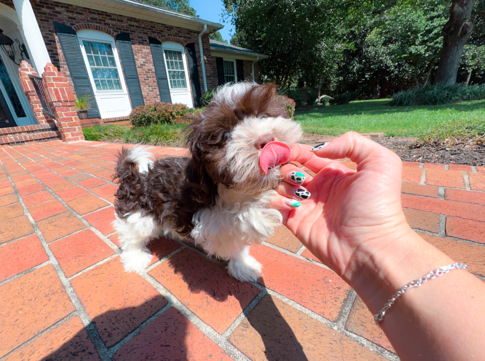 Cute Havanezer Purebred Puppy