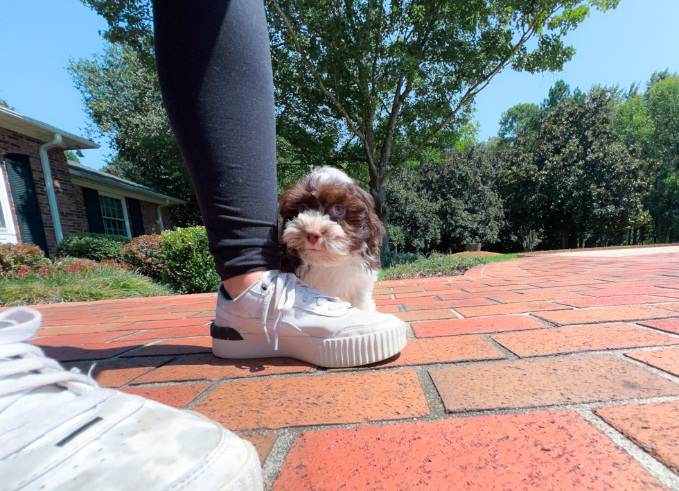 Cute Havanese Baby