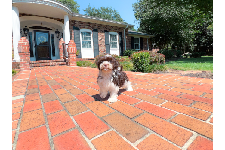 Havanese Pup Being Cute