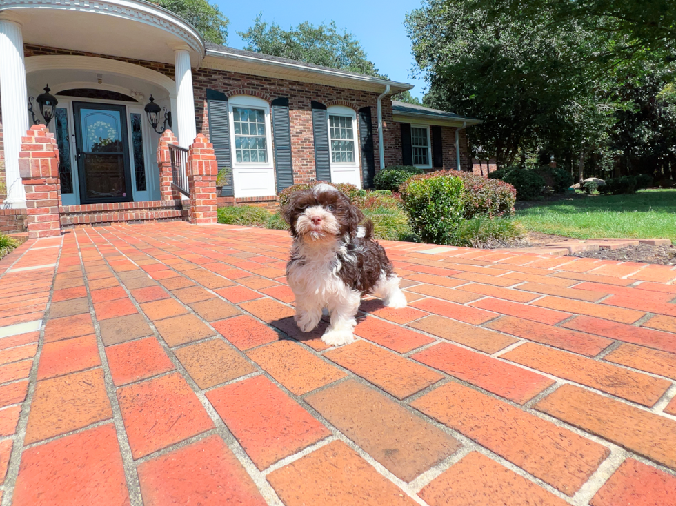 Havanese Pup Being Cute