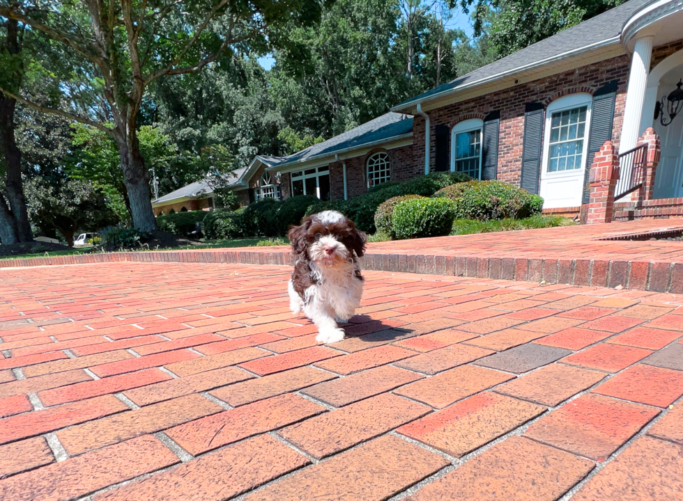 Cute Havanese Baby