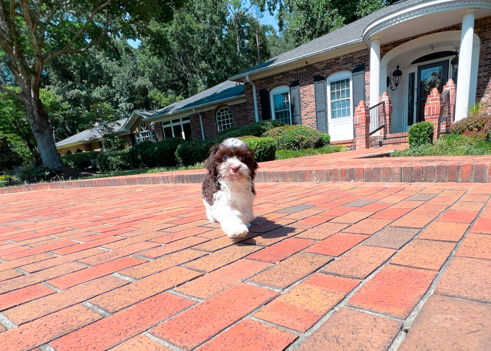 Havanese Pup Being Cute