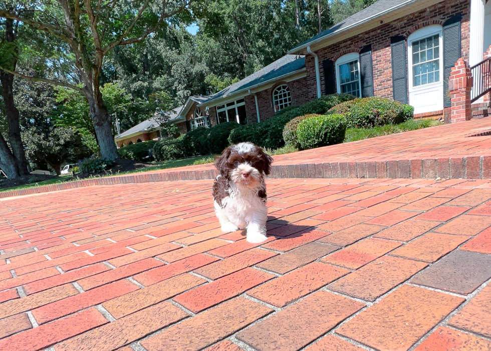 Best Havanese Baby