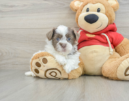 9 week old Havanese Puppy For Sale - Simply Southern Pups