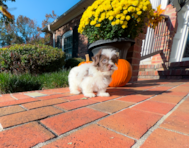 10 week old Havanese Puppy For Sale - Simply Southern Pups