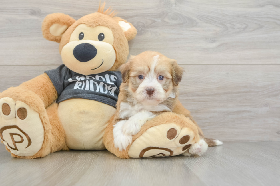 5 week old Havanese Puppy For Sale - Simply Southern Pups