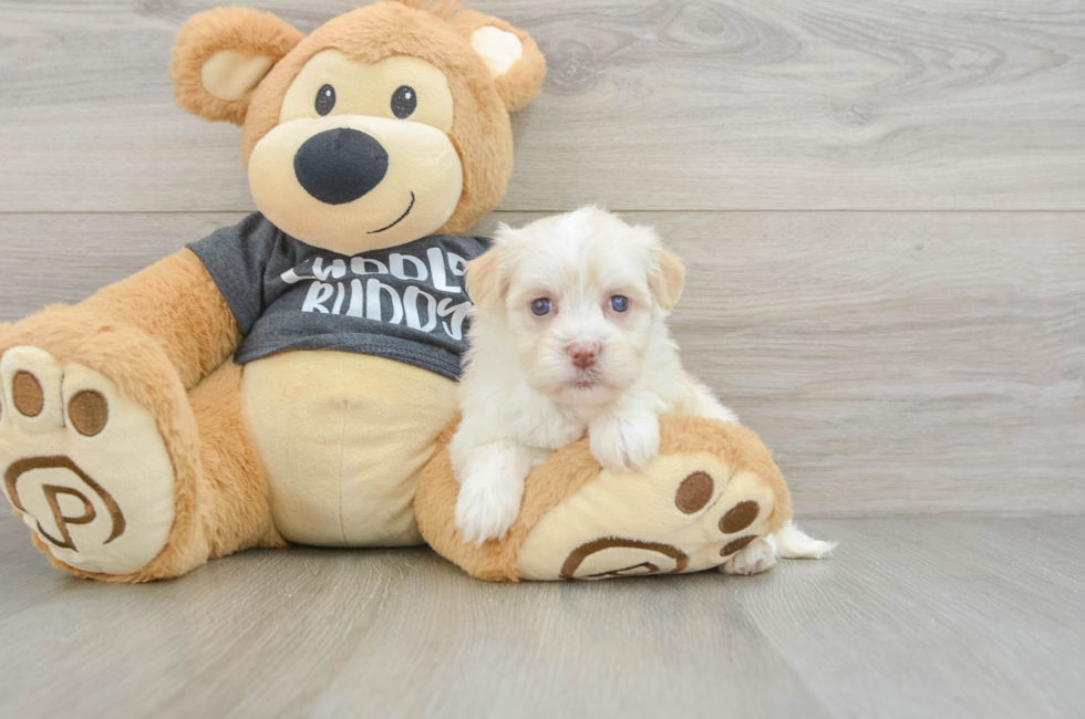 5 week old Havanese Puppy For Sale - Simply Southern Pups